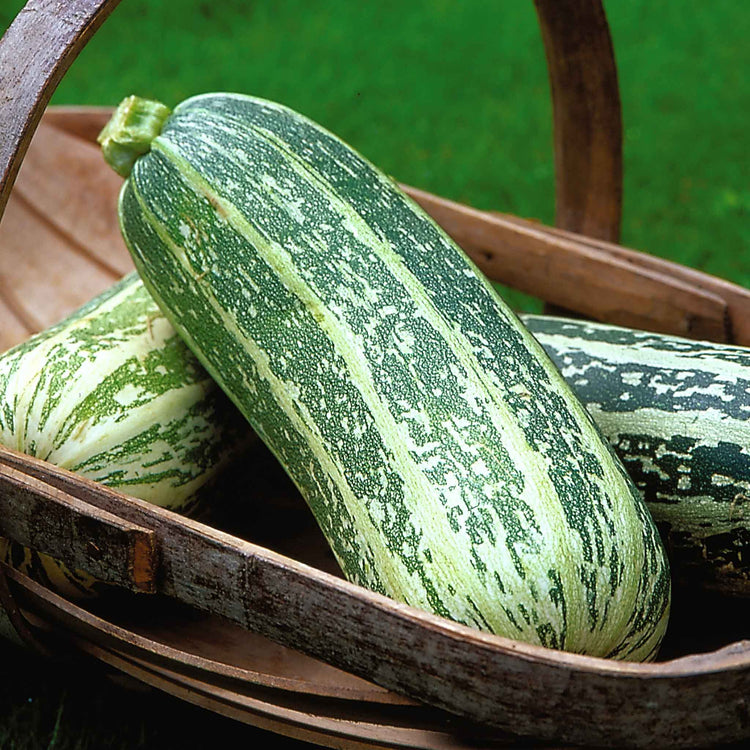 Marrow Seeds 'Badger Cross' F1