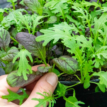 Salad Plant baby leaves 'Oriental Mix'