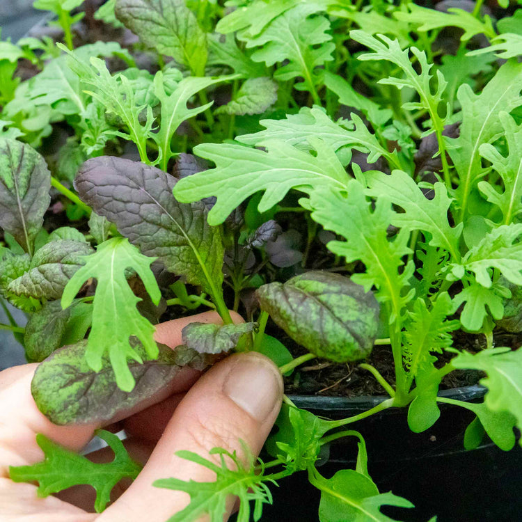 Oriental Seeds 'Mustard Mix'