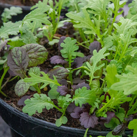 Oriental Seeds 'Mustard Mix'