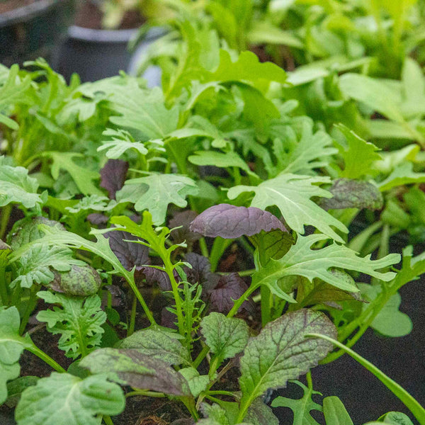 Salad Plant baby leaves 'Oriental Mix'
