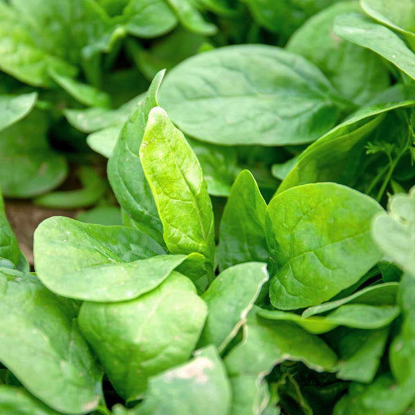 Spinach Plant 'Perpetual'