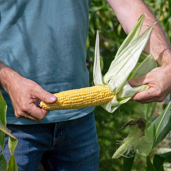 Sweetcorn Plant 'Alliance'