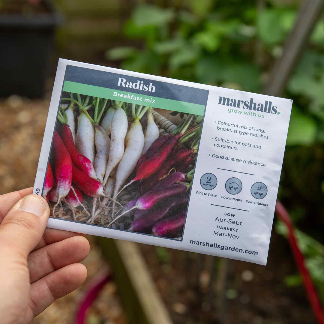Radish Seeds 'Breakfast Mix' Buy Radish Seeds Online Radish Seeds