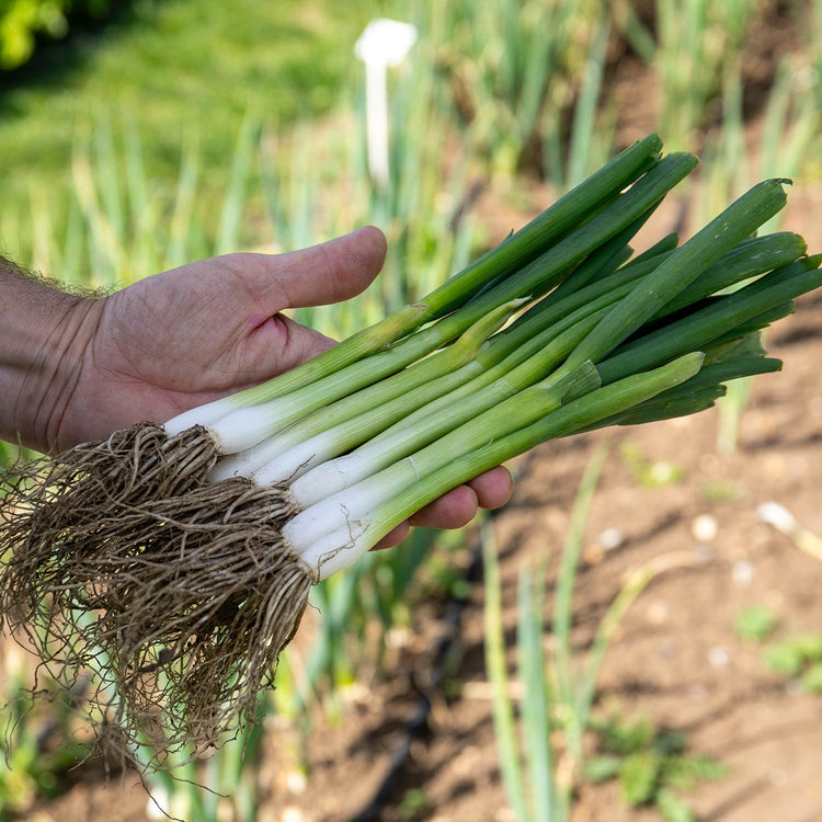 Spring Onion Seeds 'White Lisbon'