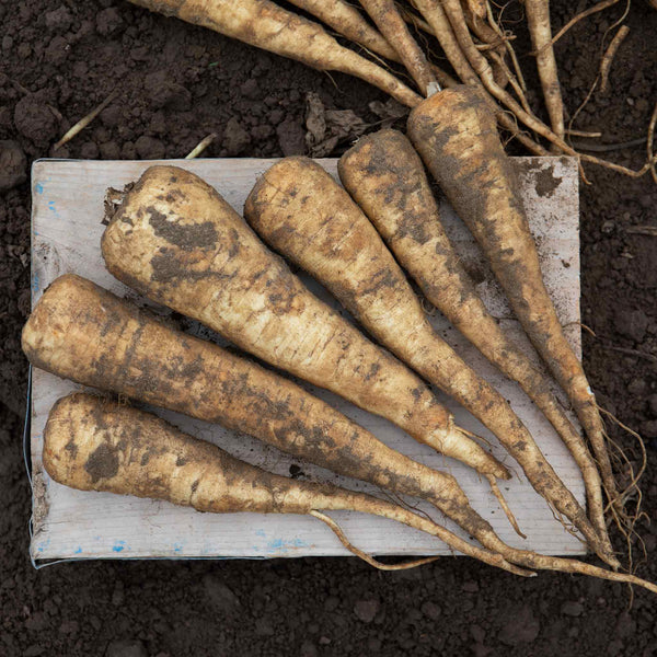 Parsnip Seeds 'Pearl' F1