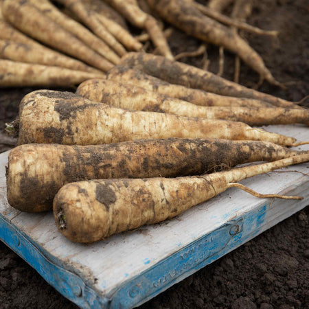 Parsnip Seeds 'Pearl' F1