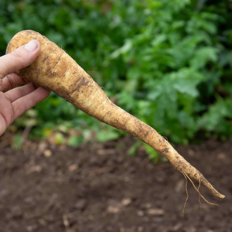 Parsnip Seeds 'Pearl' F1