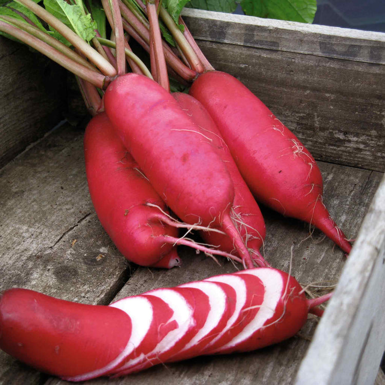 Radish Seeds 'Pink Dragon'