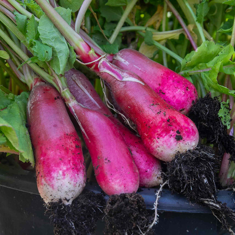 Radish Seeds 'French Breakfast'