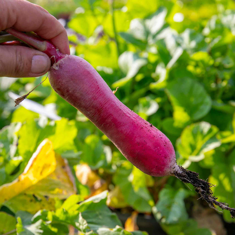 Radish Seeds 'French Breakfast'