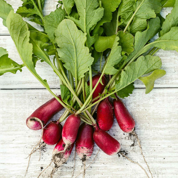 Radish Seeds 'French Breakfast'