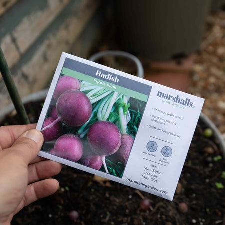 Radish Seeds 'Purple Plum'