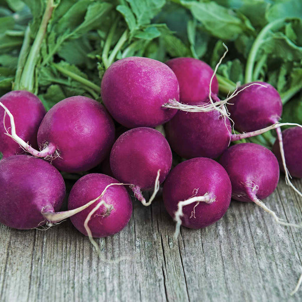 Radish Seeds 'Purple Plum'