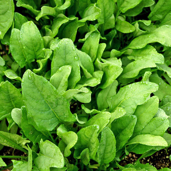 Spinach Seeds 'Perpetual'