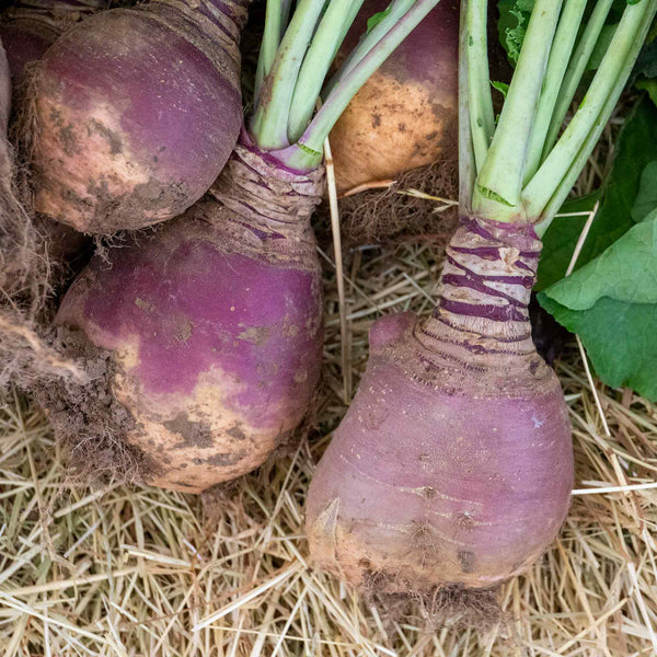 Swede Seeds 'Marian'