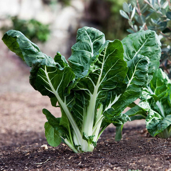 Swiss Chard Seeds 'Fordhook Giant'