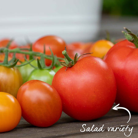 Tomato Seeds Cordon 'Shirley' F1