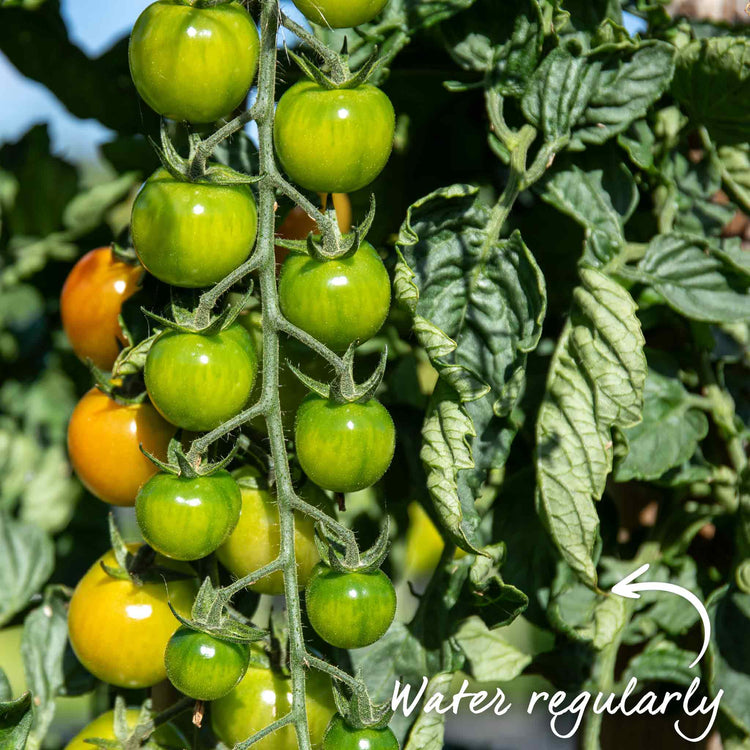 Tomato Seeds Cordon 'Shirley' F1