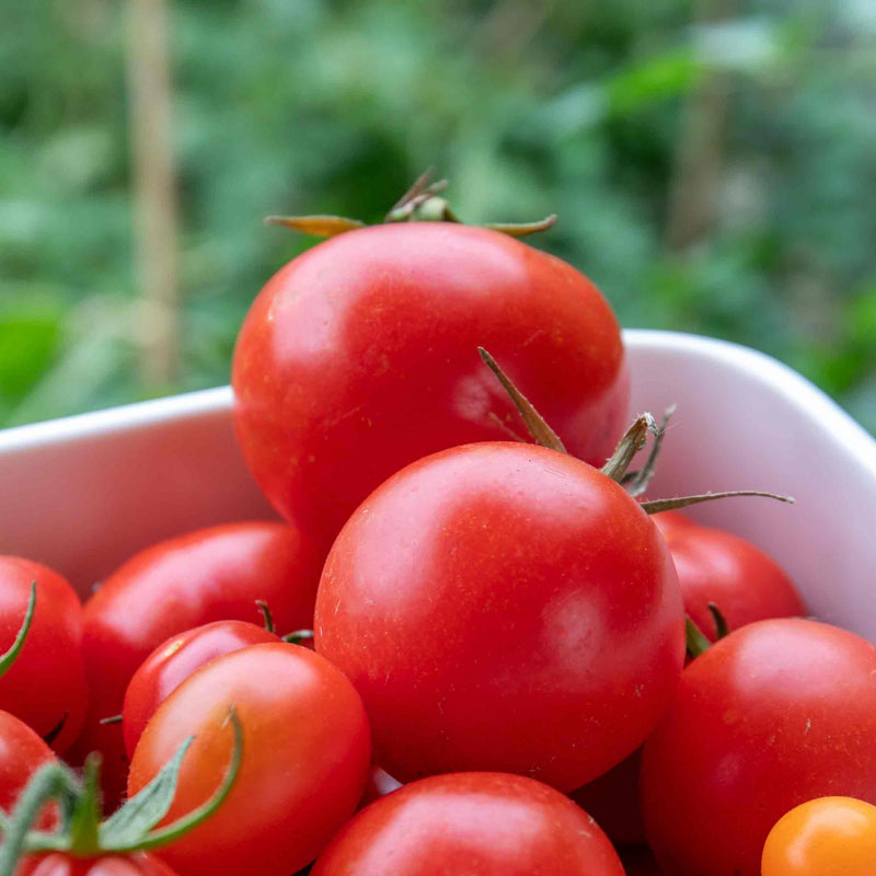 Tomato Seeds 'Ailsa Craig'