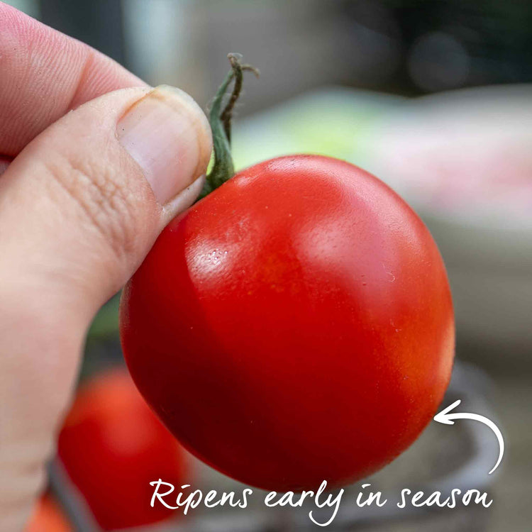 Tomato Seeds 'Ailsa Craig'