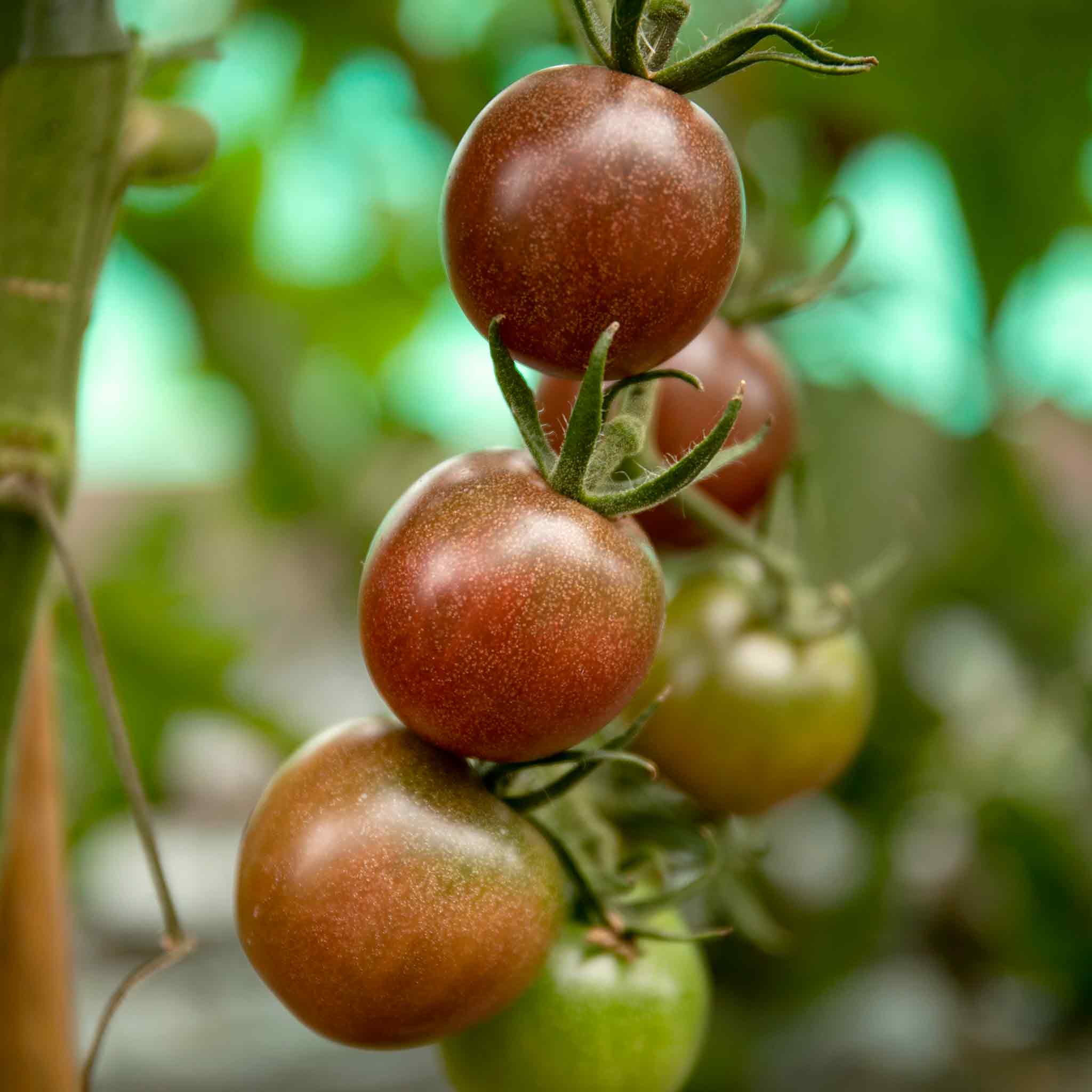Tomato Seeds Chocolate Cherry