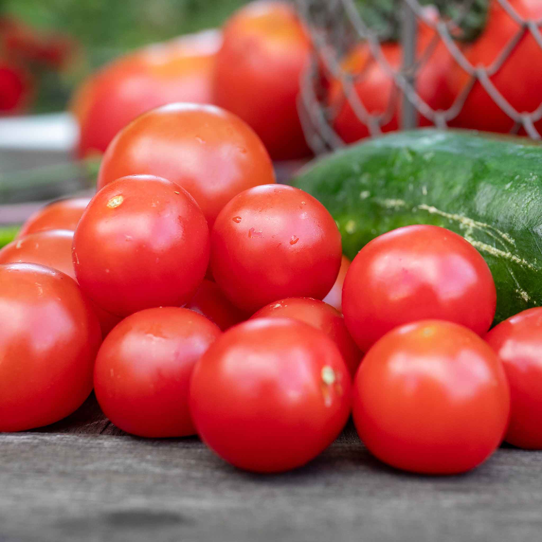 Cordon Tomato Seeds Gardeners Delight
