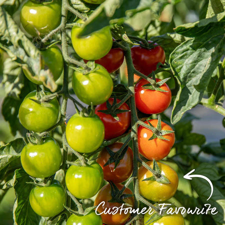 Tomato Seeds Cordon 'Gardener's Delight'