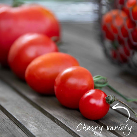 Tomato Seeds Cordon 'Gardener's Delight'