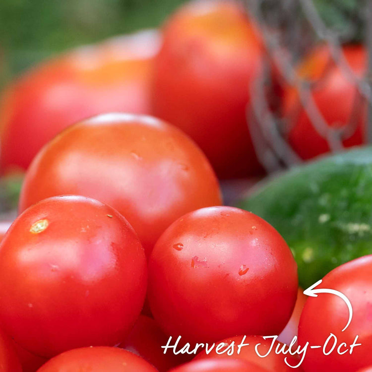 Tomato Seeds Cordon 'Gardener's Delight'