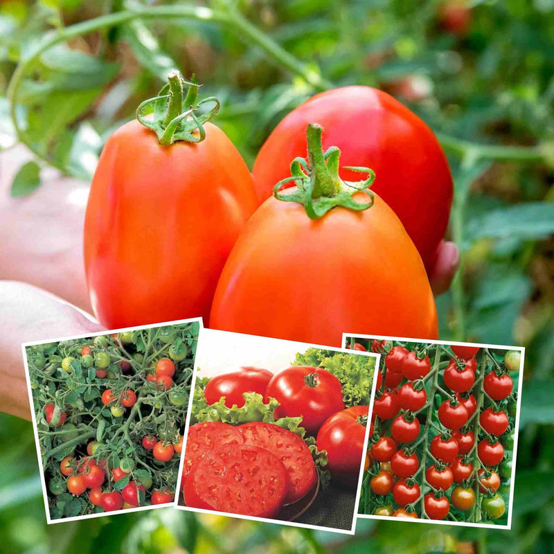 Tomato Seeds Outdoor Collection