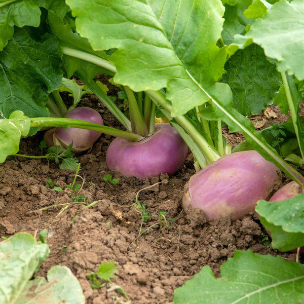 Turnip Seeds 'Sweetbell' F1