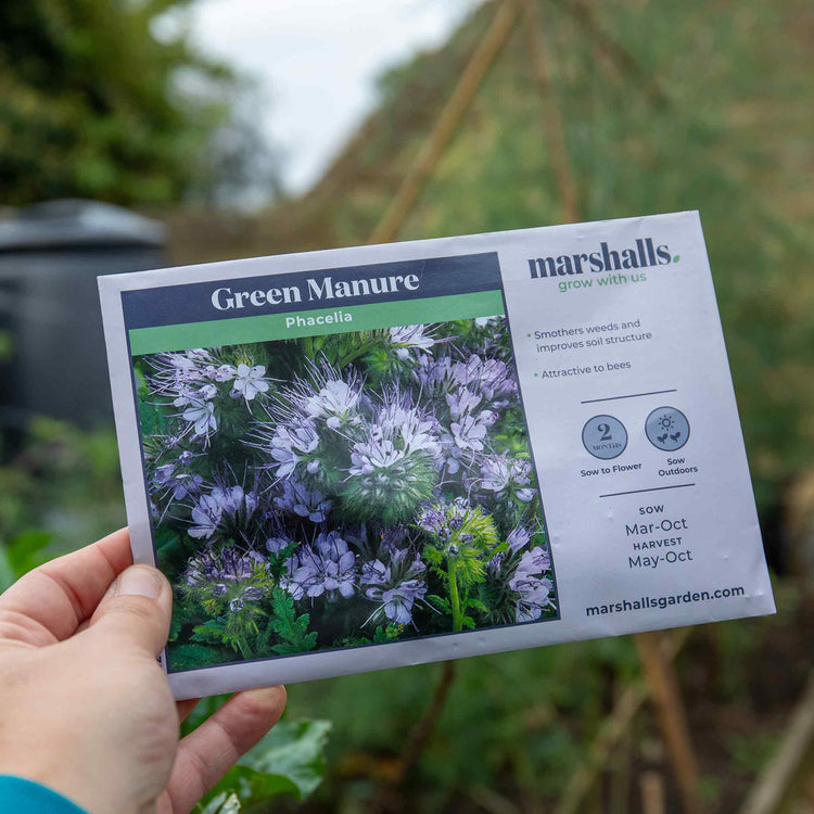 Green Manure Seeds 'Phacelia'