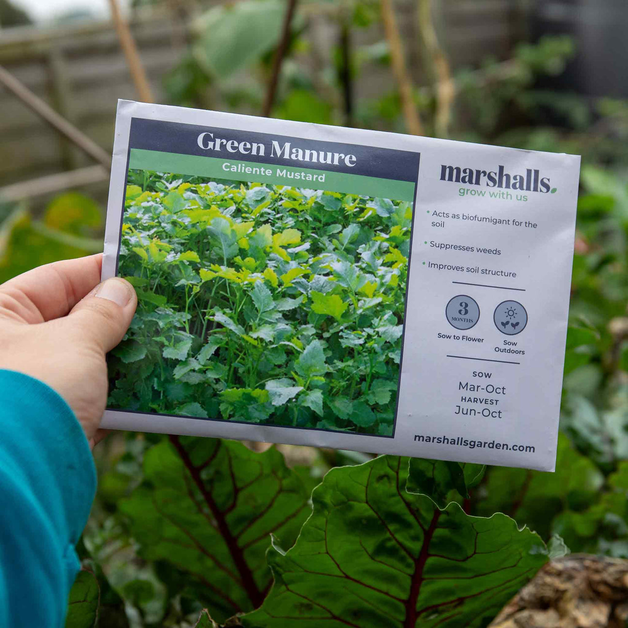 Green Manure Seeds 'Caliente Mustard' Buy Green Manure Seeds Online