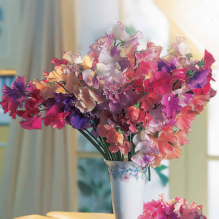 Sweet Pea Seeds 'Flower Arranger's Blend'