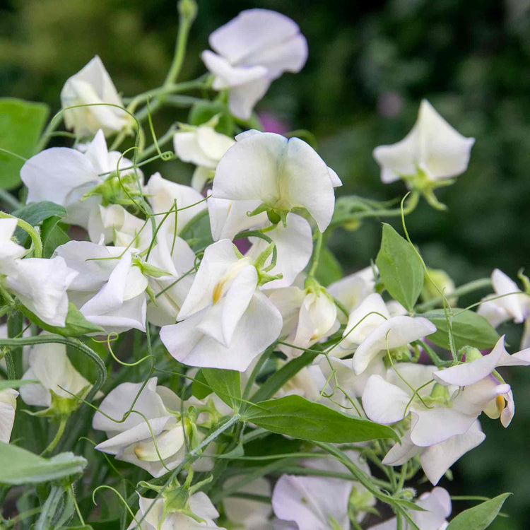 Sweet Pea Seeds 'Romeo'