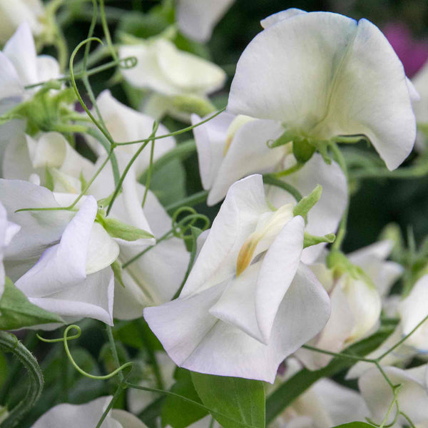 Sweet Pea Seeds 'Romeo'