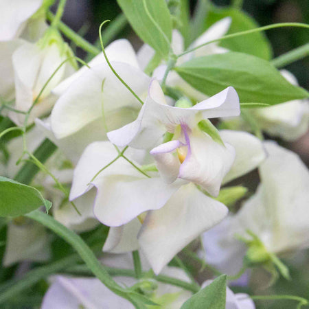 Sweet Pea Seeds 'Romeo'