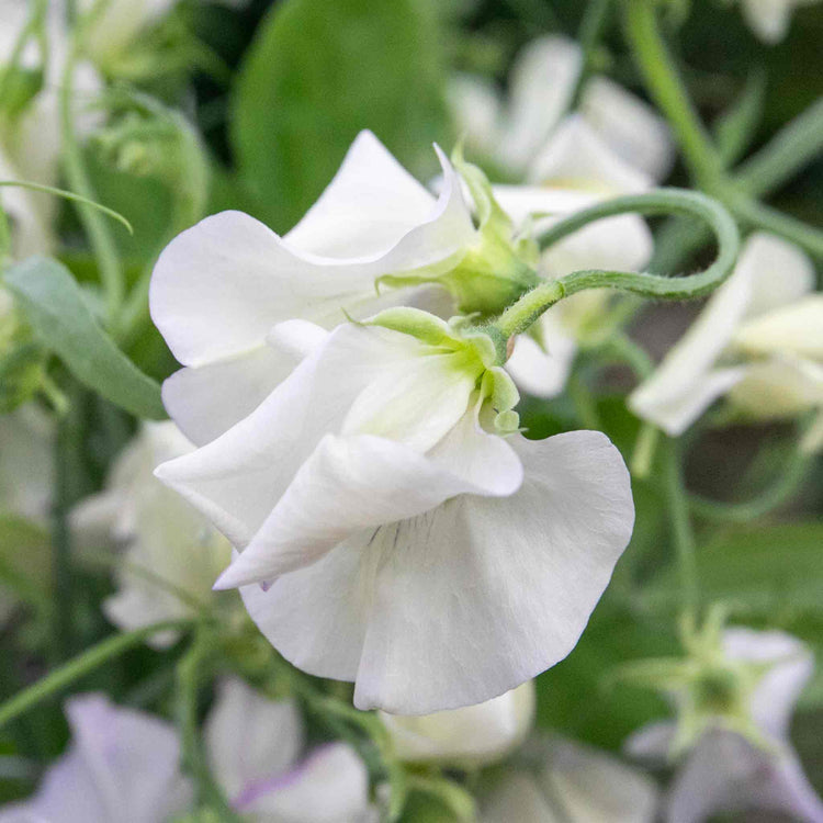 Sweet Pea Seeds 'Romeo'