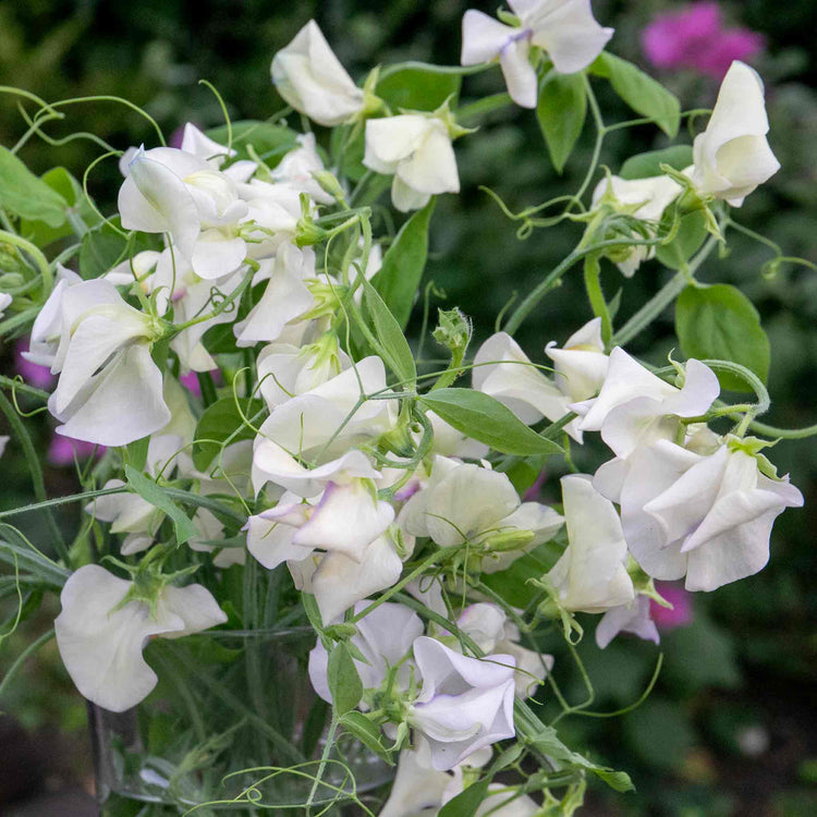 Sweet Pea Seeds 'Romeo'