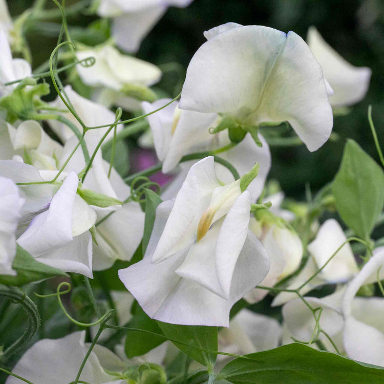 Sweet Pea Seeds 'Romeo'