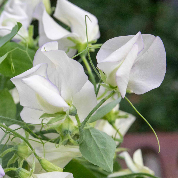 Sweet Pea Seeds 'Romeo'