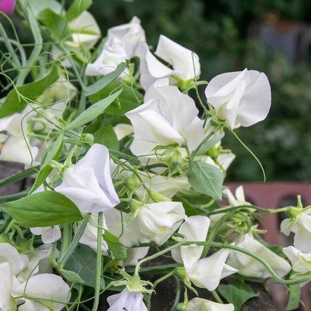 Sweet Pea Seeds 'Romeo'