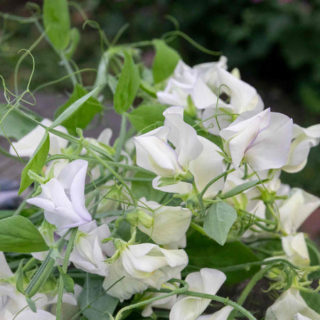 Sweet Pea Seeds 'Romeo'