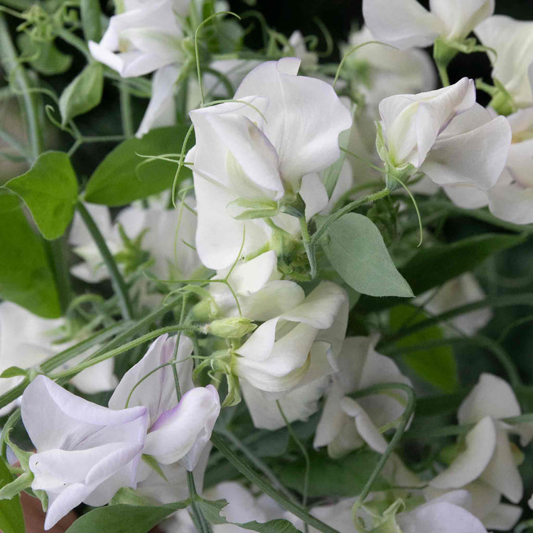 Sweet Pea Seeds 'Romeo'