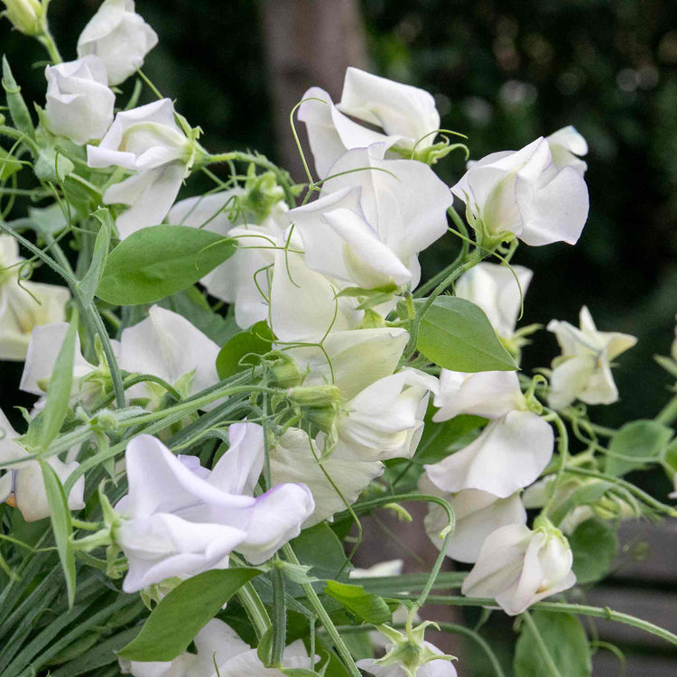 Sweet Pea Seeds 'Romeo'