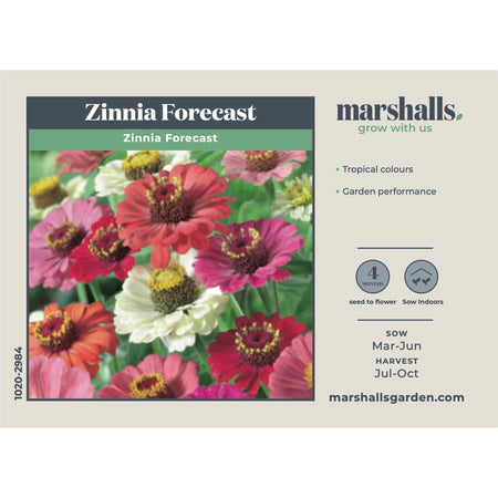 Zinnia Seeds 'Forecast'