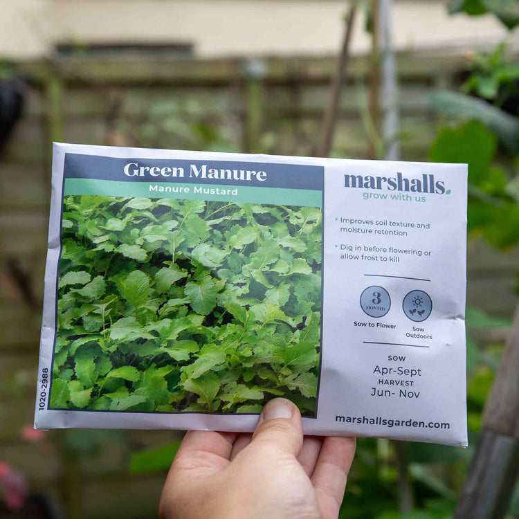 Green Manure Seeds 'Manure Mustard'