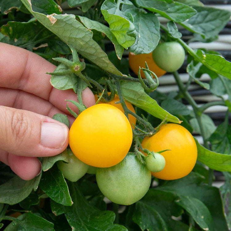 Tomato Seeds 'Tumbling Tom Yellow'