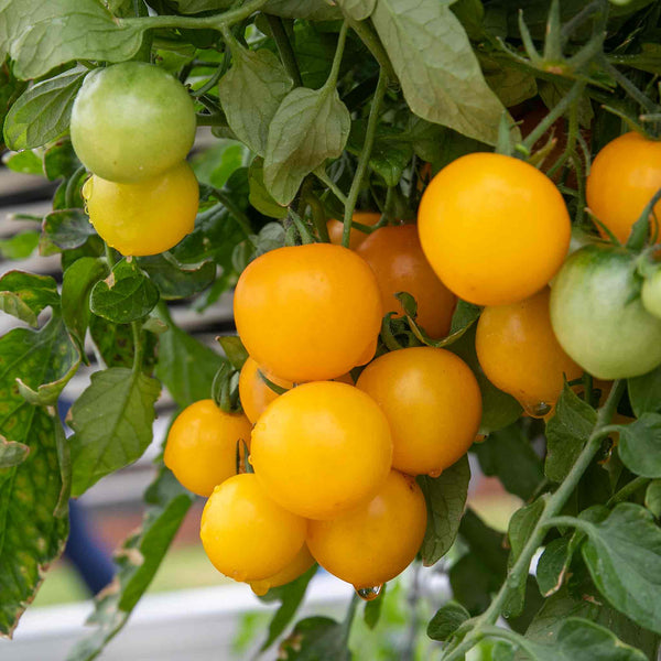 Tomato Seeds 'Tumbling Tom Yellow'